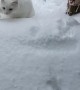 Seeing if the Cat Likes the Snow