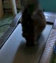 Kitty Loves the Treadmill