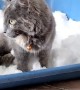 Indoor Cats Introduced to Snow