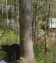 Mama Bear and Cubs Visit Luxury Cabin