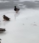 Frozen Lake Duck Curling