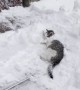 Cat Asks For Shovel Ride During Snow Removal