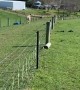 Harley the Horse Hurdling the Fence