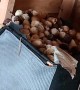 Canadian Squirrel has a Stockpile of Timbits