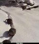 Wild Turkeys Trudge Through Deep Snow