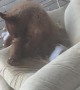 Cute Bear Cub Relaxes On/Destroys Sofa