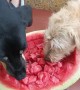 Dogs Share Watermelon Cubes on Hot Day