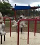 Jack Russell Dogs Enjoy Merry-Go-Round