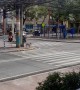 Good Dog Waits Patiently to Cross Road