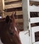 Therapy Horse on Stall Rest is Bored Silly
