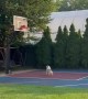 Ball Loving Pup Ponders Stuck Basketball