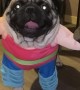 Weightlifting Pug Costume