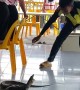 Monitor Lizard Traps Woman on Chairs