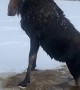 Canadian Men Rescue Moose That Fell Through Ice