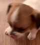 Puppy Surprised by its Own Sneeze