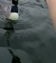 Loon Takes Fish Out of Kayaker's Hand