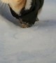 Coolest cat ever struts through the snow