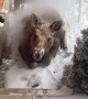 Moose Calf Warms Up Under Vents