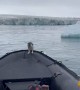 Penguin Takes a Ride on an Antarctic Taxi