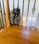 Raccoon Struggles to Fit Through Railing