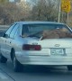 Deer Carried on the Outside of Car’s Trunk