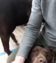 Chocolate Lab Having a Conversation With Its Human