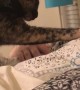 Kitty Alarm Clock Wakes Its Human up With a Boop