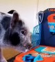 Crispy the Piglet Drains Toy Basketball Shot