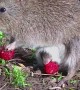 Potoroo Mom and Joey Enjoy Fresh Fruit