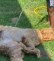 Kid Hoses off Golden Retriever Puppies on Hot Day
