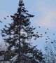 Crows Coming and Going