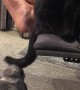 Cat Provokes Bunny into Chase