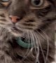 Cat makes ridiculous facial expressions after getting pet