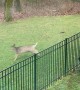 Deer Approaches Fenced-In Yard to Play With Dogs