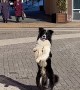 Dog Sits on Hind Legs