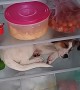 Dog Wants to Sleep in Fridge When it Gets Hot
