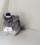 Adorable Chinchilla wants you to be his Valentine