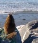 Fat Squirrel Watches Surfers in California