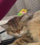 Bouncing Baby Bonks Siberian Cat's Head Repeatedly