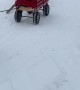 Goat Pulls a Wagon in the Snow