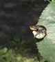 Leafcutter Bee Caught on Camera