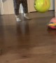 Cat Hopping on Back Legs with Spread Arms Chases Ball