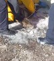 Emergency Crew Rescues Deer From Icy Water