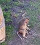 Monkey Picks Up Phone Dropped in Its Enclosure at San Diego Zoo
