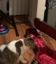 Jumpy Cat Inspects Guitar Case