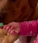Baby Shares Lollipop with her Dog Friends
