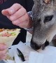 Florida Buck Helps Himself to Some Dinner