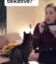Sassy cat adorably talks back to her owner