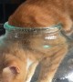 Contortionist Cat Squeezes into Tight Space