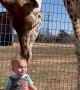 Curious Giraffe Gives Kiddo Kisses